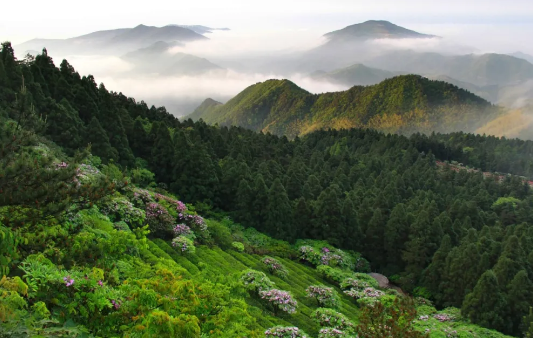 山泉水泡茶